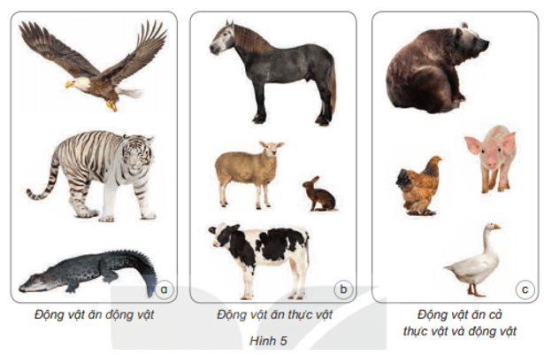 Khoa học lớp 4 Kết nối tri thức Bài 16: Động vật cần gì để sống?