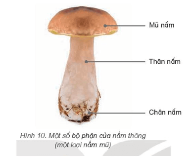 Khoa học lớp 4 Kết nối tri thức Bài 19: Đặc điểm chung của nấm