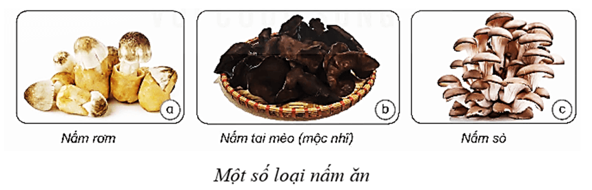 Trắc nghiệm Khoa học lớp 4 Kết nối tri thức Bài 20 (có đáp án): Nấm ăn và nấm trong chế biến thực phẩm