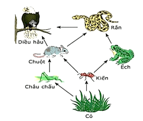 Trắc nghiệm Khoa học lớp 4 Kết nối tri thức Bài 31 (có đáp án): Ôn tập chủ đề sinh vật và môi trường