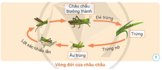 Khoa học lớp 5 Cánh diều Khoa học lớp 5 Bài 11: Vòng đời của động vật đẻ trứng và động vật đẻ con