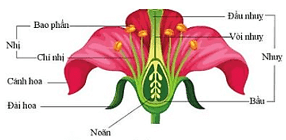 Khoa học lớp 5 trang 42 Cánh diều