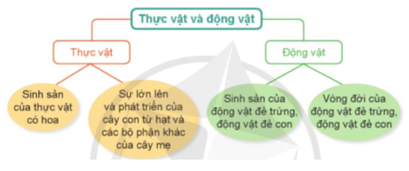 Khoa học lớp 5 Cánh diều Ôn tập chủ đề Thực vật và động vật