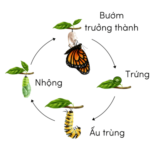 Trắc nghiệm Khoa học lớp 5 Cánh diều Bài 11 (có đáp án): Vòng đời của động vật đẻ trứng và động vật đẻ con (ảnh 2)