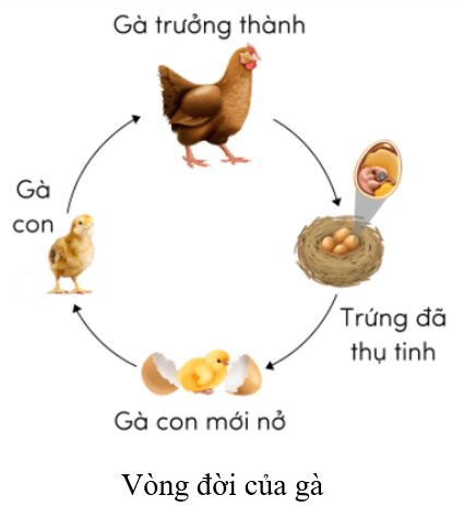 Trắc nghiệm Khoa học lớp 5 Cánh diều Bài 11 (có đáp án): Vòng đời của động vật đẻ trứng và động vật đẻ con (ảnh 3)