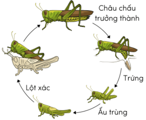 Trắc nghiệm Khoa học lớp 5 Cánh diều Bài 11 (có đáp án): Vòng đời của động vật đẻ trứng và động vật đẻ con (ảnh 6)