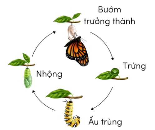 Trắc nghiệm Khoa học lớp 5 Cánh diều Bài 11 (có đáp án): Vòng đời của động vật đẻ trứng và động vật đẻ con (ảnh 7)