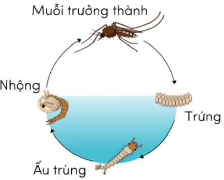 Trắc nghiệm Khoa học lớp 5 Cánh diều Bài 11 (có đáp án): Vòng đời của động vật đẻ trứng và động vật đẻ con (ảnh 8)