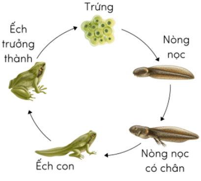 Trắc nghiệm Khoa học lớp 5 Cánh diều Bài 11 (có đáp án): Vòng đời của động vật đẻ trứng và động vật đẻ con (ảnh 10)