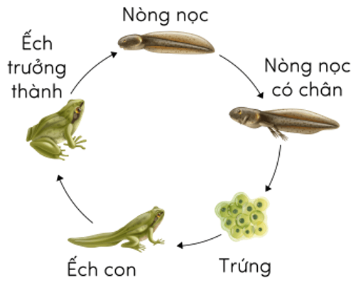 Trắc nghiệm Khoa học lớp 5 Cánh diều Bài 11 (có đáp án): Vòng đời của động vật đẻ trứng và động vật đẻ con (ảnh 11)