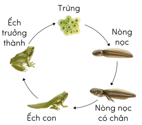 Trắc nghiệm Khoa học lớp 5 Cánh diều Bài 11 (có đáp án): Vòng đời của động vật đẻ trứng và động vật đẻ con (ảnh 12)