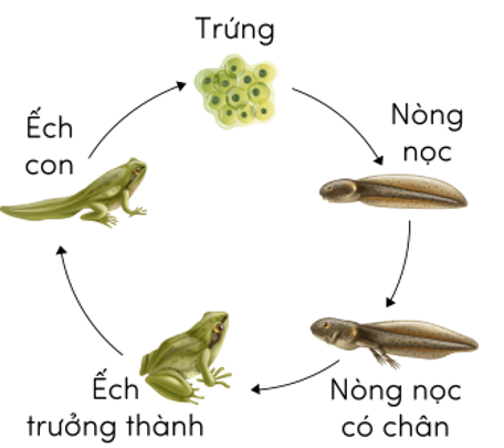 Trắc nghiệm Khoa học lớp 5 Cánh diều Bài 11 (có đáp án): Vòng đời của động vật đẻ trứng và động vật đẻ con (ảnh 13)