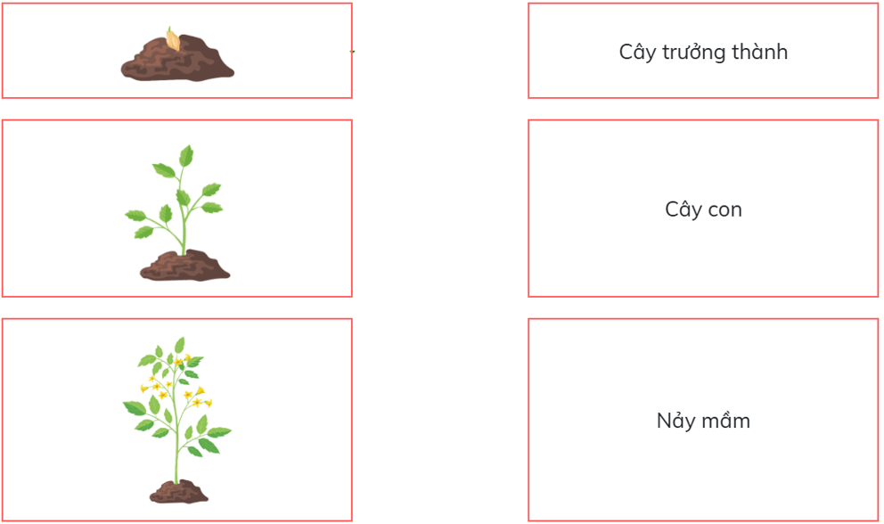 Trắc nghiệm Khoa học lớp 5 Cánh diều Bài 9 (có đáp án): Sự lớn lên và phát triển của thực vật có hoa (ảnh 2)