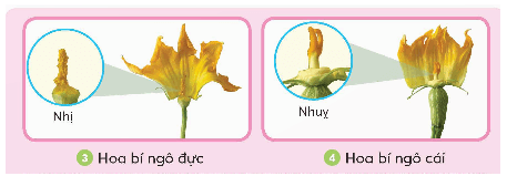 Khoa học lớp 5 Chân trời sáng tạo Bài 13: Sự sinh sản của thực vật có hoa