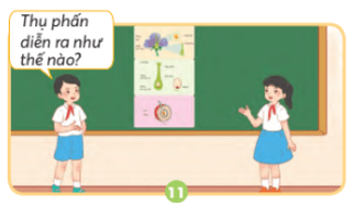 Khoa học lớp 5 Chân trời sáng tạo Bài 13: Sự sinh sản của thực vật có hoa