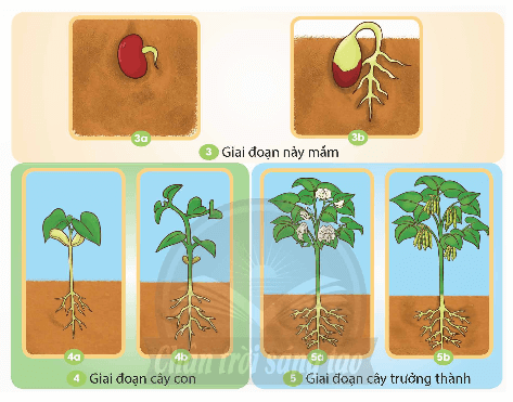 Khoa học lớp 5 Chân trời sáng tạo Bài 14: Sự lớn lên và phát triển của thực vật