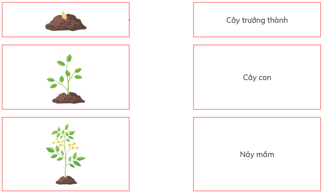 Trắc nghiệm Khoa học lớp 5 Chân trời sáng tạo Bài 14 (có đáp án): Sự lớn lên và phát triển của thực vật