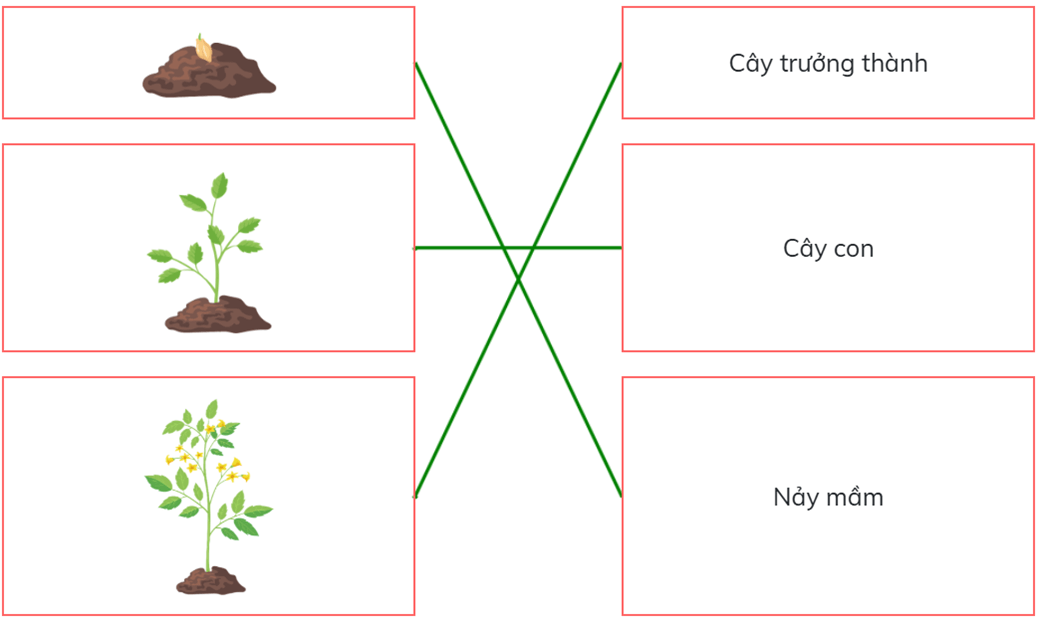 Trắc nghiệm Khoa học lớp 5 Chân trời sáng tạo Bài 14 (có đáp án): Sự lớn lên và phát triển của thực vật