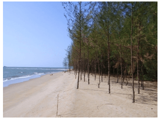  (Kết nối tri thức) Trắc nghiệm Khoa học lớp 5 Bài 1 (có đáp án): Thành phần và vai trò của đất đối với cây trồng