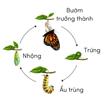  (Kết nối tri thức) Trắc nghiệm Khoa học lớp 5 Bài 16 (có đáp án): Vòng đời và sự phát triển của động vật