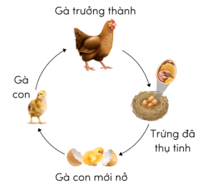  (Kết nối tri thức) Trắc nghiệm Khoa học lớp 5 Bài 16 (có đáp án): Vòng đời và sự phát triển của động vật