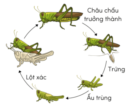  (Kết nối tri thức) Trắc nghiệm Khoa học lớp 5 Bài 16 (có đáp án): Vòng đời và sự phát triển của động vật