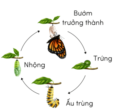  (Kết nối tri thức) Trắc nghiệm Khoa học lớp 5 Bài 16 (có đáp án): Vòng đời và sự phát triển của động vật