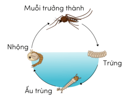  (Kết nối tri thức) Trắc nghiệm Khoa học lớp 5 Bài 16 (có đáp án): Vòng đời và sự phát triển của động vật