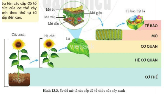 Dựa vào hình 13.3, hãy kể tên một số loại mô cấu tạo nên lá ở cây xanh