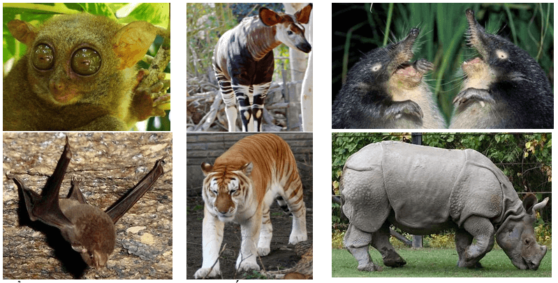 Hãy sưu tầm tranh ảnh về các loài thú quý hiếm và viết khẩu hiệu tuyên truyền