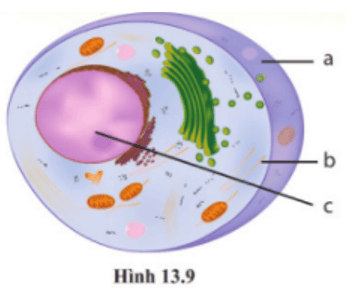 Hình 13.9 là sơ đồ mô tả tế bào thực vật hay tế bào động vật