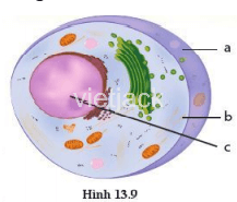 Hình 13.9 là sơ đồ mô tả tế bào thực vật hay tế bào động vật