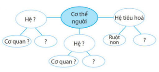 Liệt kê một số cơ quan và hệ cơ quan ở cơ thể cây xanh và cơ thể người