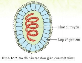 Lý thuyết Khoa học tự nhiên 6 Bài 16: Virus và vi khuẩn