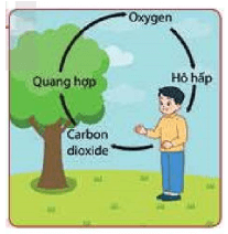 Lý thuyết Khoa học tự nhiên 6 Bài 7: Oxygen và không khí