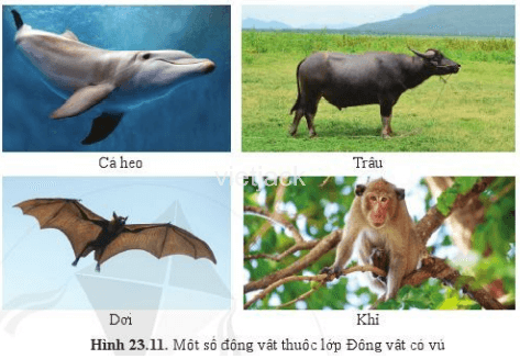 Quan sát hình 23.11 và mô tả hình thái và cho biết môi trường sống của các động vật