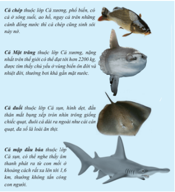 Sưu tầm thông tin và hình ảnh các loài cá để xây dựng bộ sưu tập về cá