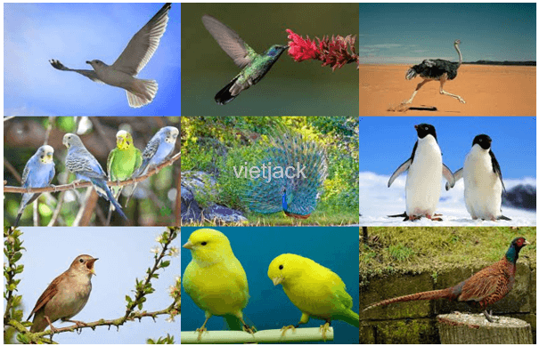  Sưu tầm tranh ảnh về các loài chim và viết lời giới thiệu về bộ sưu tập đó