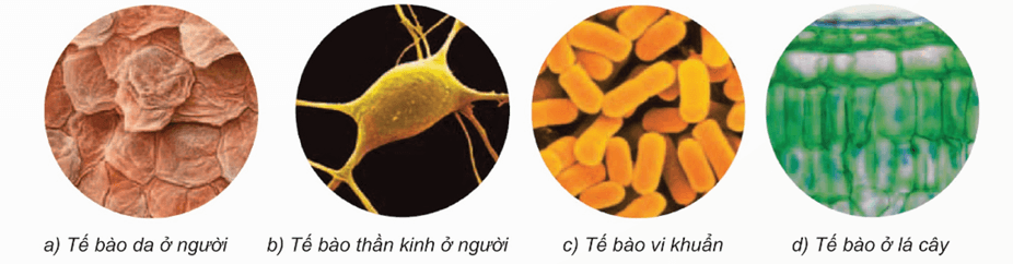 Trắc nghiệm KHTN 6 Cánh diều Bài 12 (có đáp án): Tế bào – Đơn vị cơ sở của sự sống