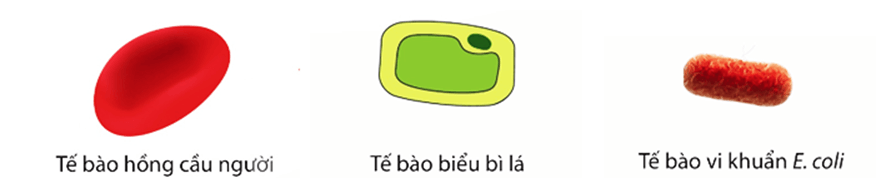 Trắc nghiệm KHTN 6 Cánh diều Bài 12 (có đáp án): Tế bào – Đơn vị cơ sở của sự sống