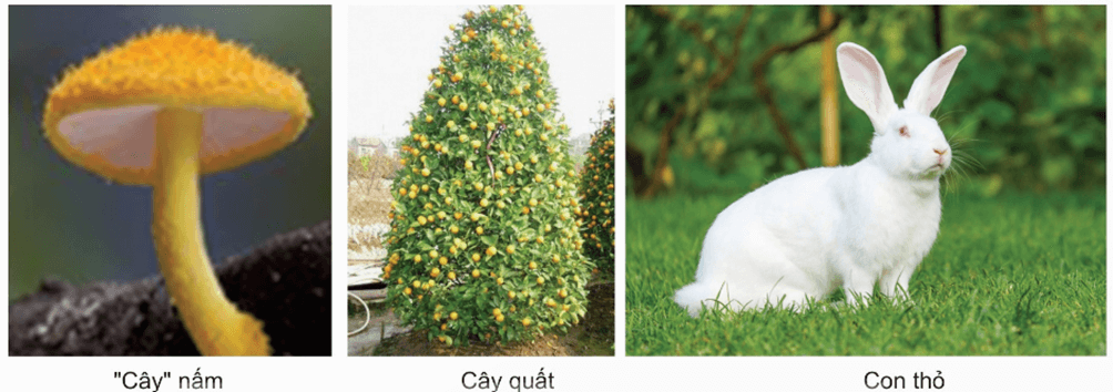 Trắc nghiệm KHTN 6 Cánh diều Bài 13 (có đáp án): Từ tế bào đến cơ thể