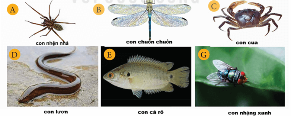 Trắc nghiệm KHTN 6 Cánh diều Bài 15 (có đáp án): Khóa lưỡng phân