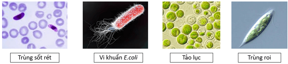 Trắc nghiệm KHTN 6 Cánh diều Bài 17 (có đáp án): Đa dạng nguyên sinh vật