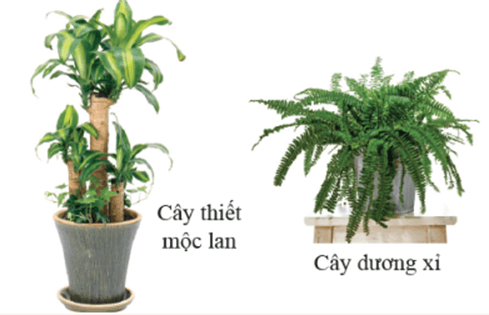 Trắc nghiệm KHTN 6 Cánh diều Bài 20 (có đáp án): Vai trò của thực vật trong đời sống và trong tự nhiên