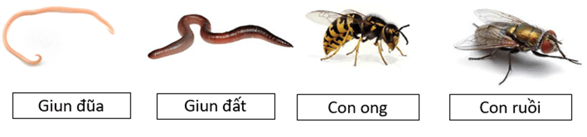 Trắc nghiệm KHTN 6 Cánh diều Bài 22 (có đáp án): Đa dạng động vật không xương sống