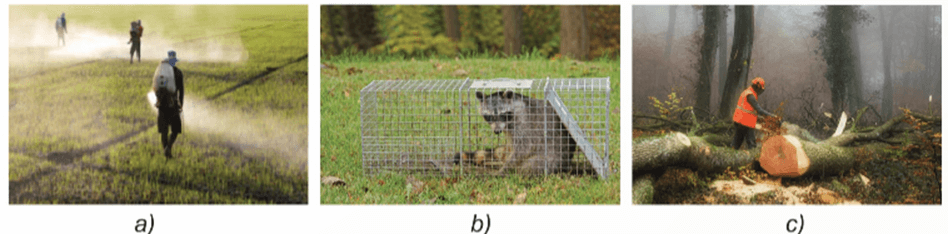 Trắc nghiệm KHTN 6 Cánh diều Bài 24 (có đáp án): Đa dạng sinh học