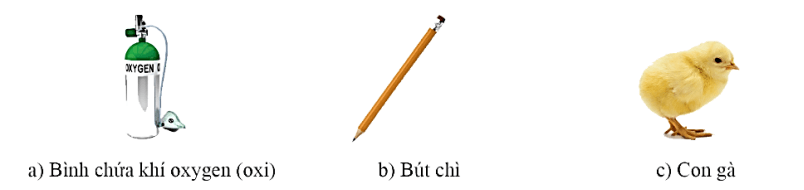 Trắc nghiệm KHTN 6 Cánh diều Bài 5 (có đáp án): Sự đa dạng của chất