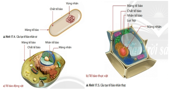 Bài 17: Tế bào