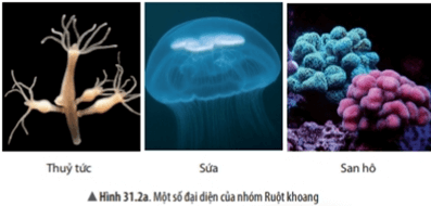 Bài 31: Động vật