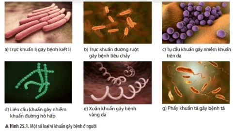 Lý thuyết Khoa học tự nhiên 6 Bài 25: Vi khuẩn | Chân trời sáng tạo